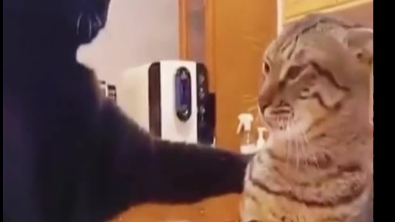 #Cat 😺 funny video#funny animals video #