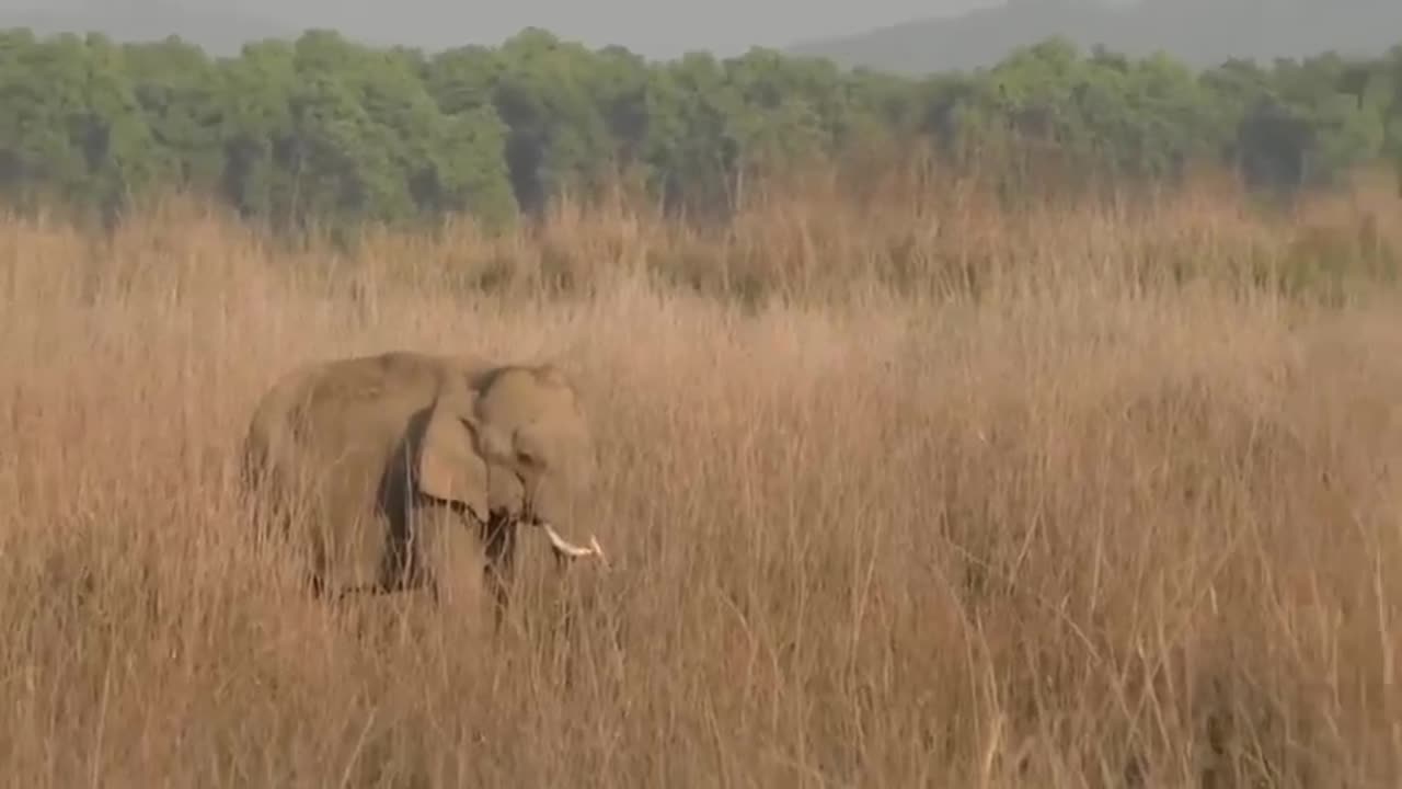 Tiger Attacking Elephant