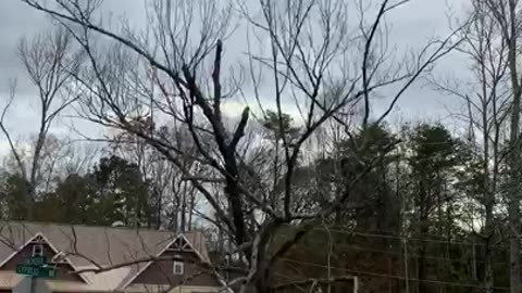 Dead tree completely falls apart when it hits asphalt.