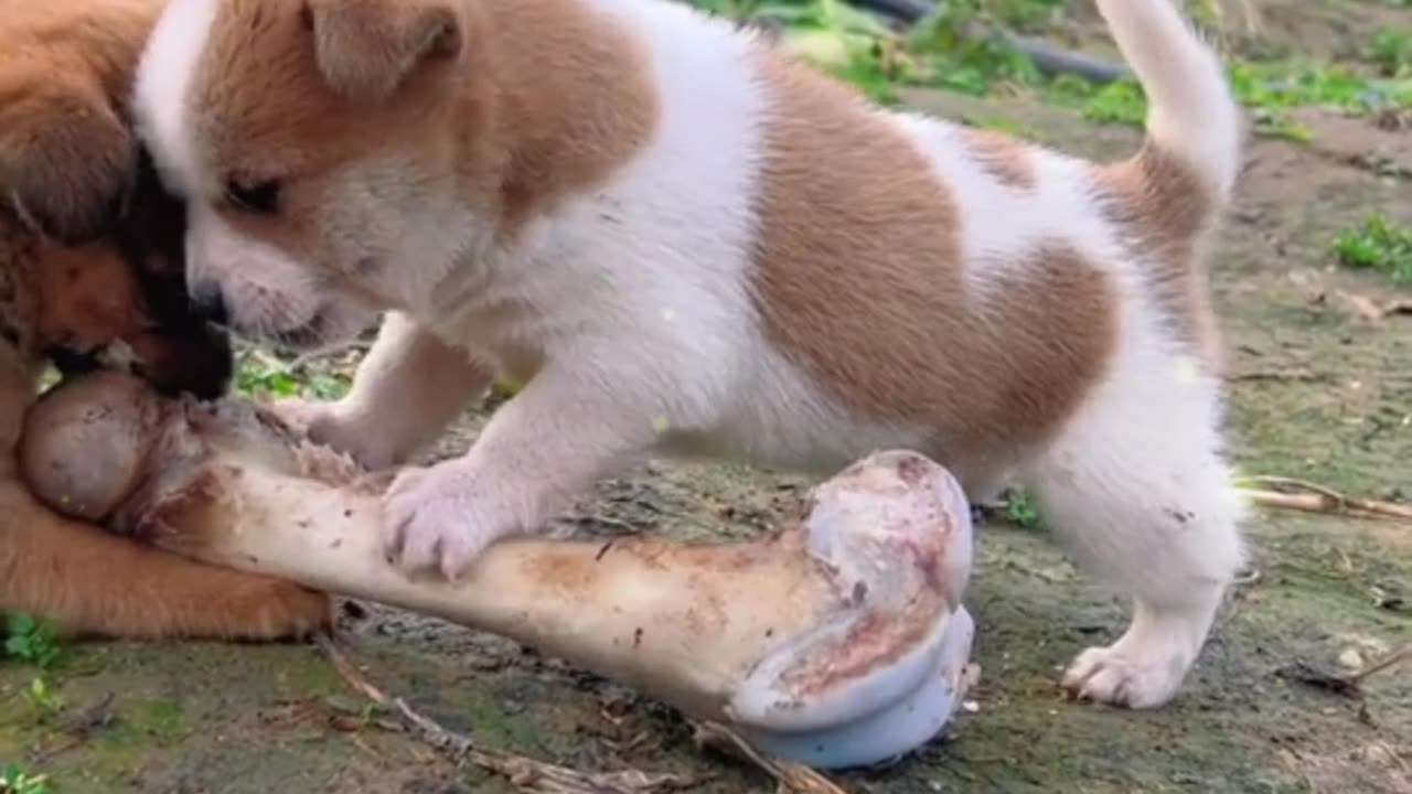 Two little dogs fighting for bones to eat