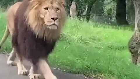 Lion in Traffic