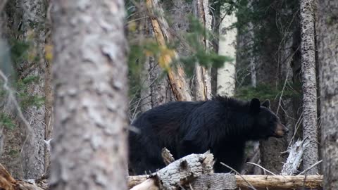 black Bear In The Woods