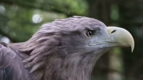 Eagle closeup