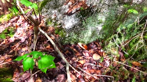 Garter Snake