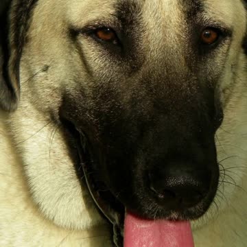 Meet the Powerful Anatolian Shepherd Dog#shorts