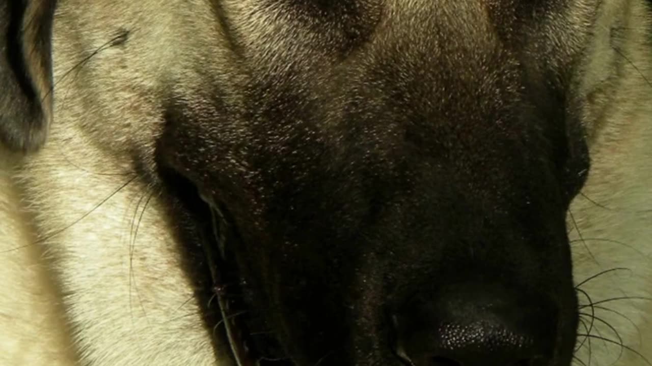 Meet the Powerful Anatolian Shepherd Dog#shorts