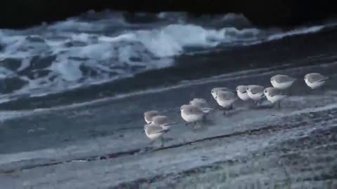 Sand pipers avoiding the waves and going back to feed quickl...