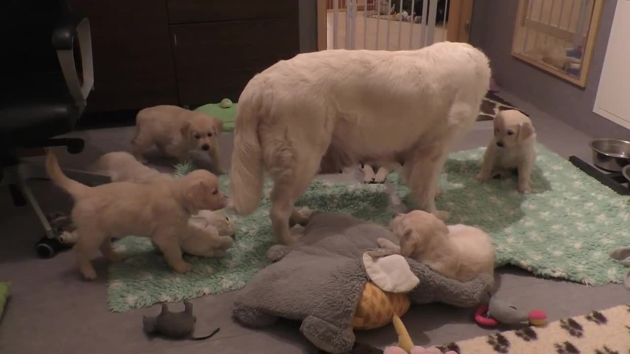 How an experienced dog mother teaches her 8 weeks old puppies to be calm