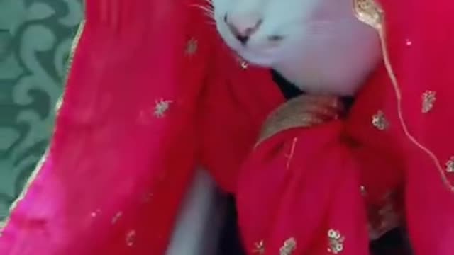 Indian Cat wearing Saree