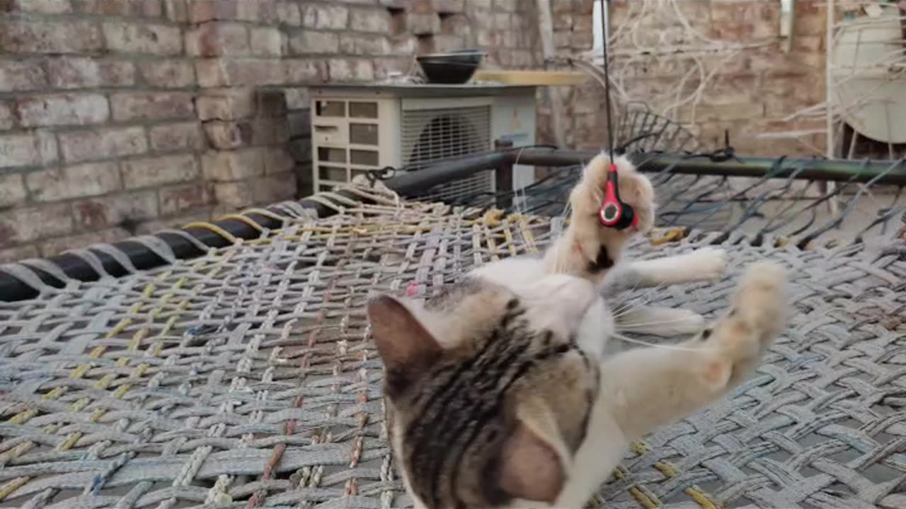 Cat funny video