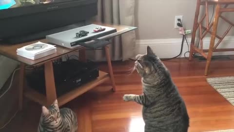 FUNNY CAT VIDEOS... A MUST WATCH😂😂