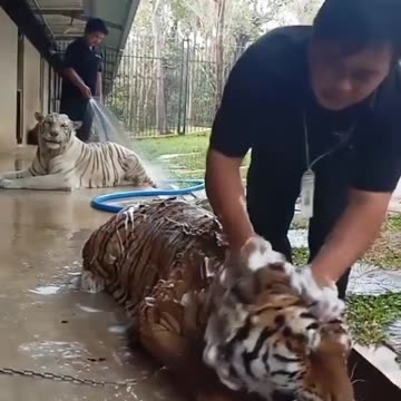 Bath Of Baby Tiger 🐯