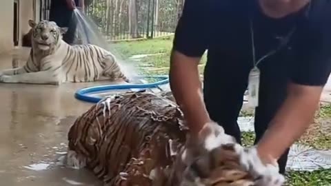 Bath Of Baby Tiger 🐯