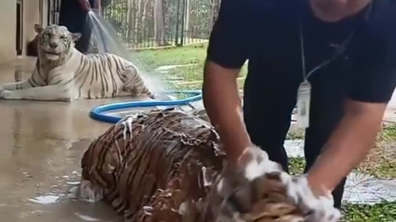 Bath Of Baby Tiger 🐯