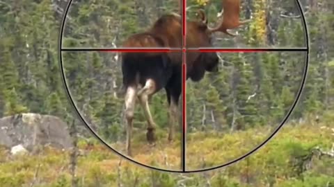 Where to shoot moose gun Hunting Tips