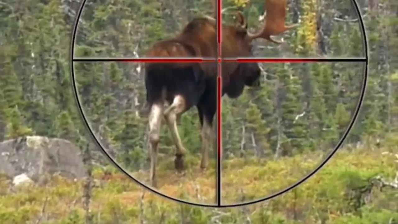 Where to shoot moose gun Hunting Tips