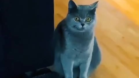 Funny cat videos