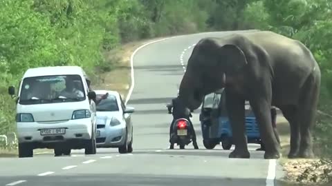 THE HUNGRY ELEPHANT WAITING FOR FOOD