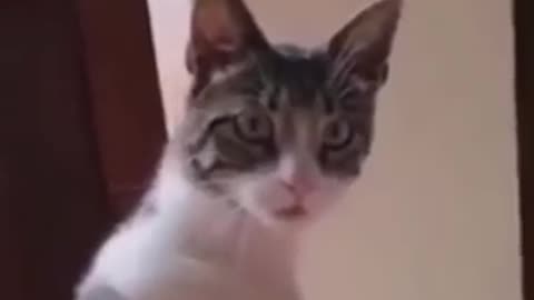 Funny dog cat and duck