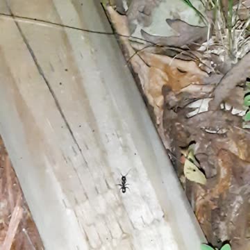 Educational Ant Observing