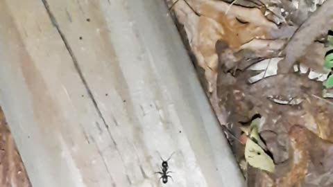 Educational Ant Observing