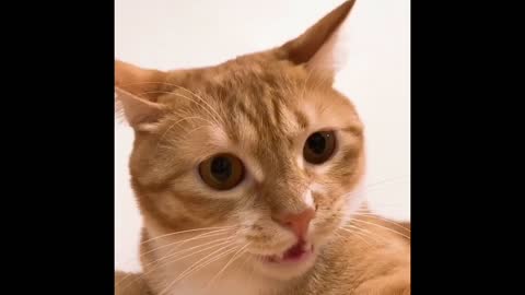 You will laugh at all the Cat 🤣 Funny Cat Videos