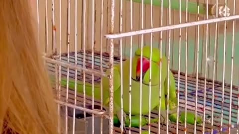 Husband Cheating his wife 🦜