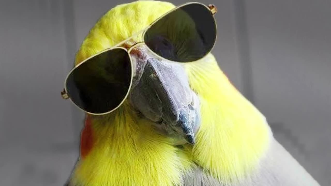 The FUNNIEST Parrot Videos