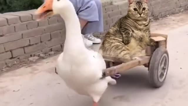 Cat and duck (follow me)