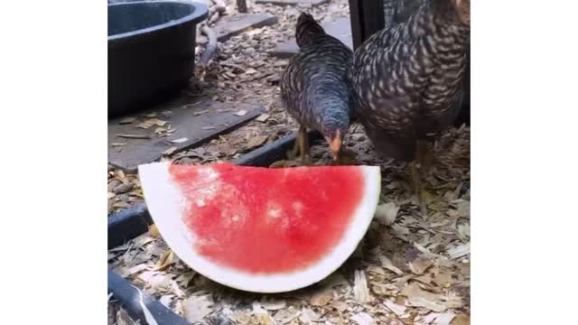 Chickens love watermelon🍉🐓