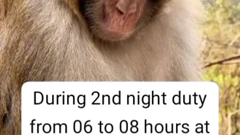 Drunken monkey