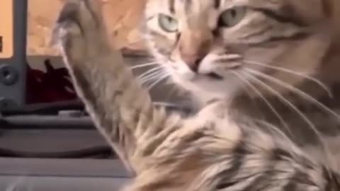 Funniest cats🐱In The World😂 Funny and Fails Pets Video #2