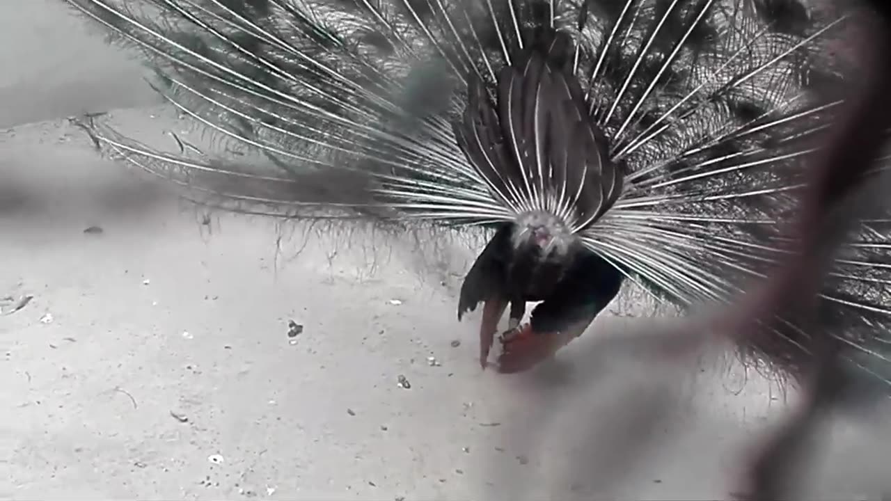 Peacock Feather