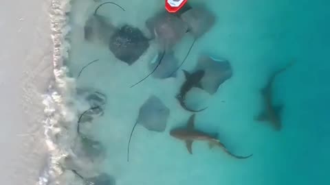 Stingray fish