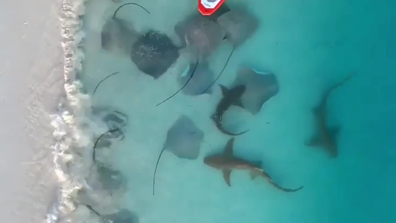 Stingray fish