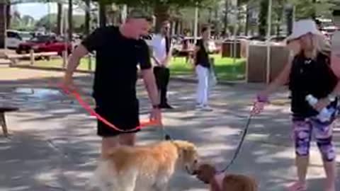 funny dog