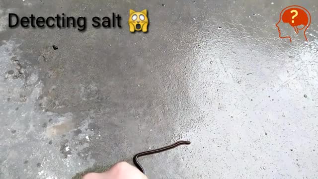 ut salt around earthworm -- Earthworm hates Salt Why_Cut