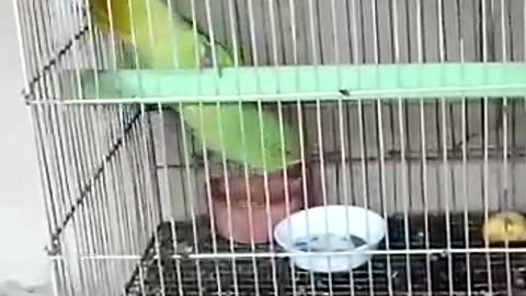 Parrot lover