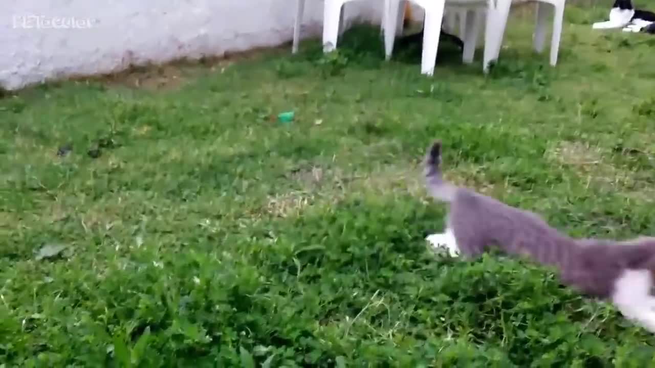 Funny Cats in Water Cats Love Water Video Compilation