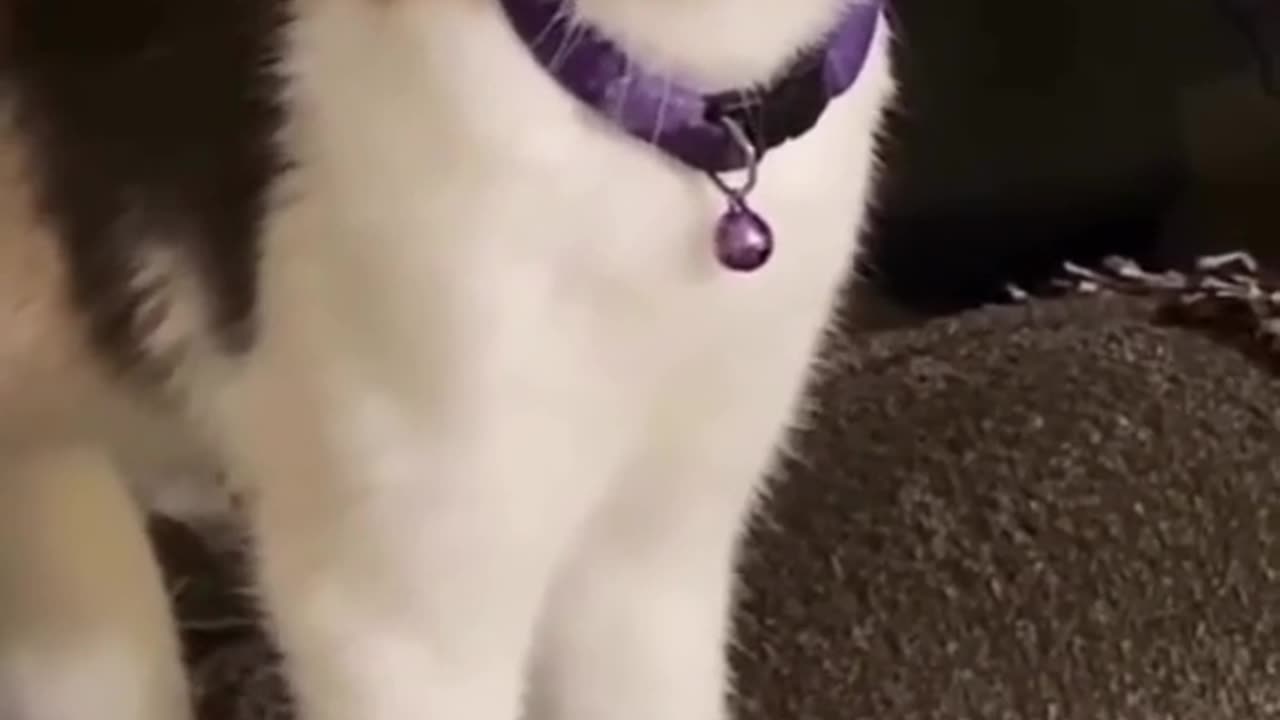 "Pawsitively Precious: The Darling Adventures of Cute Kittens"