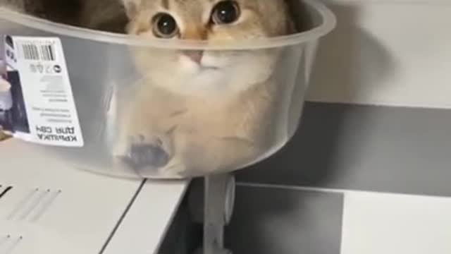 Baby Cats - Cute Funny Cats Videos Compilation