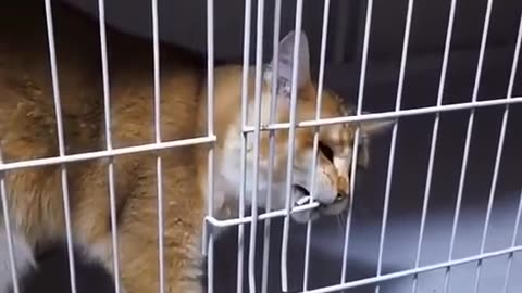 Cat bit the cage