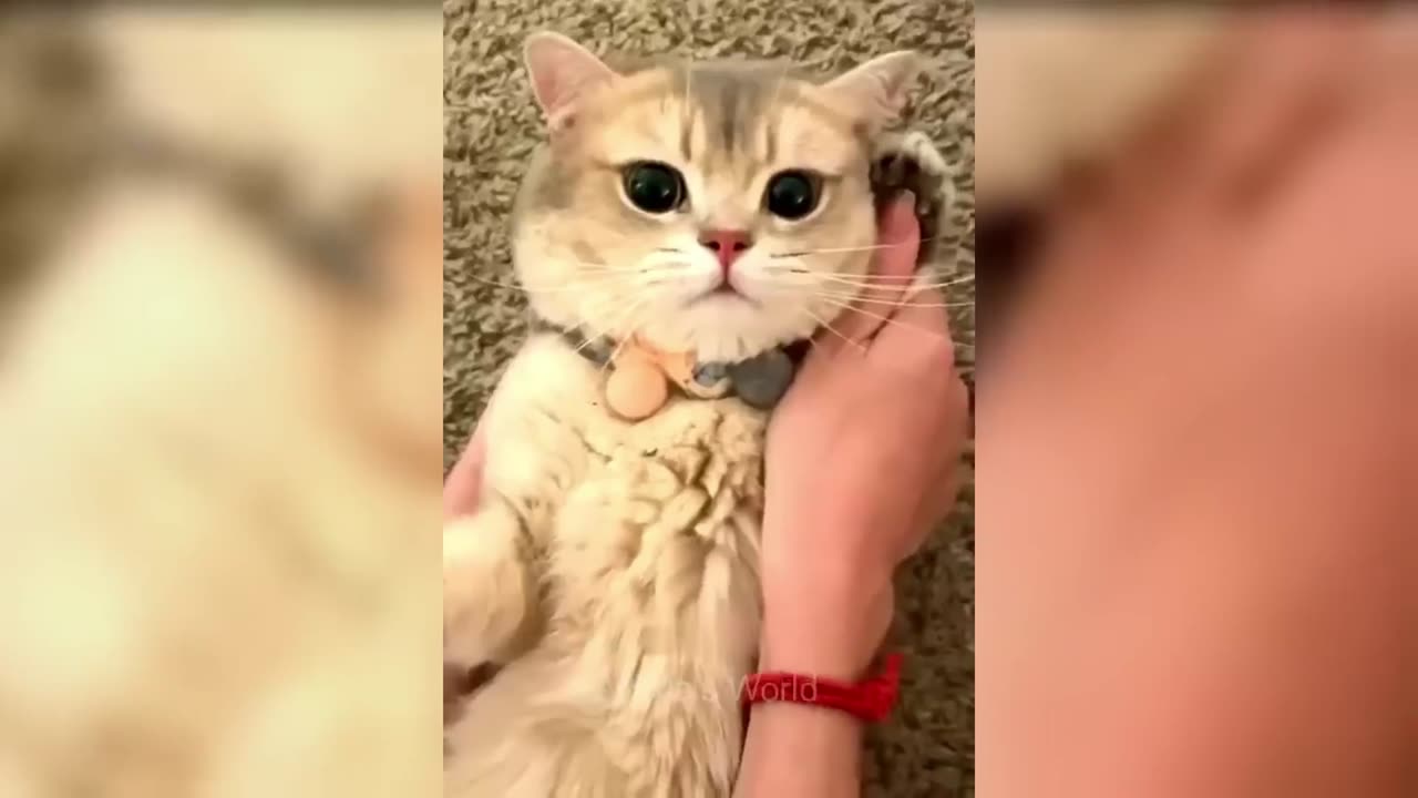 Cat is talking on phone