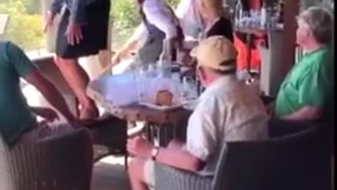 Giant Lizard Gets Evicted By Waitress From an Australian Restaurant