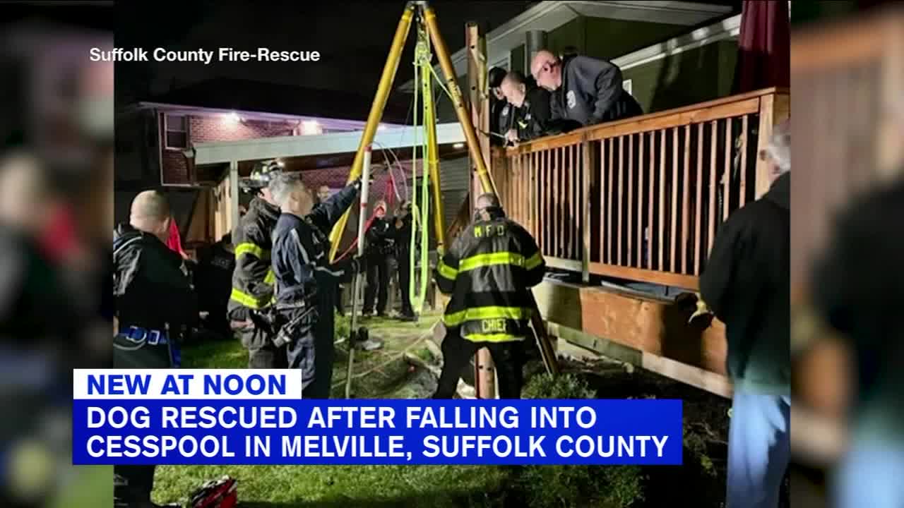 Firefighters rescue dog from cesspool