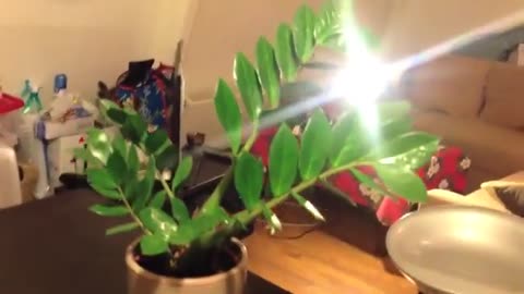 Unbelievable, Man insults his trained plant.... watch what happens!