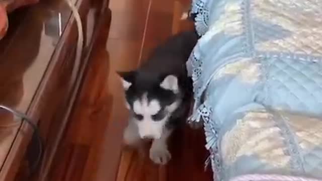 61.You laugh, You lose 😂 Funniest Animals 😂 Part 4