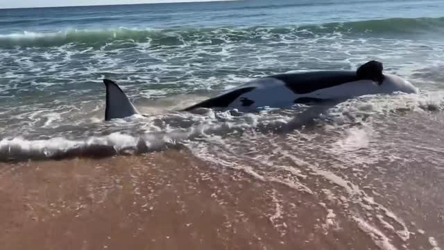 21-Foot Orca Dies After Mysteriously Washing Up On Florida Beach In 'First-Ever Case'