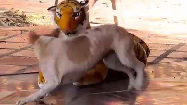 TIGER SCARES DOG!!!