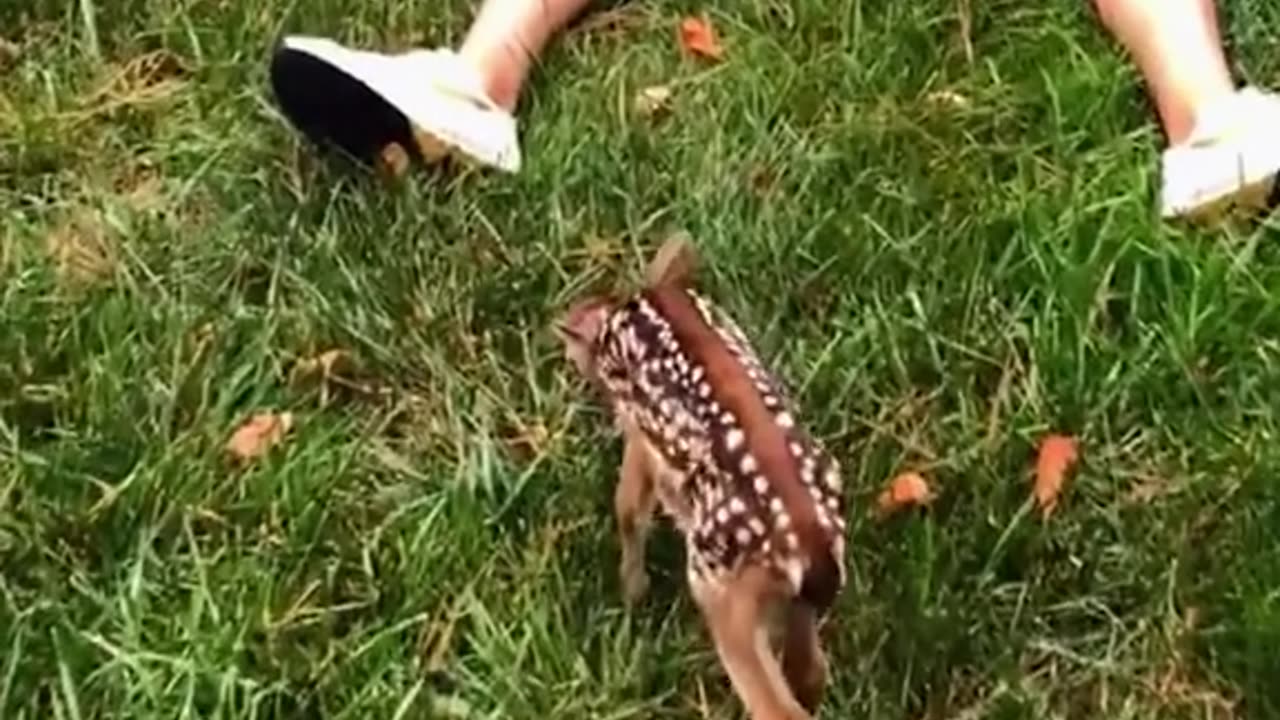 Woman rescued baby deer